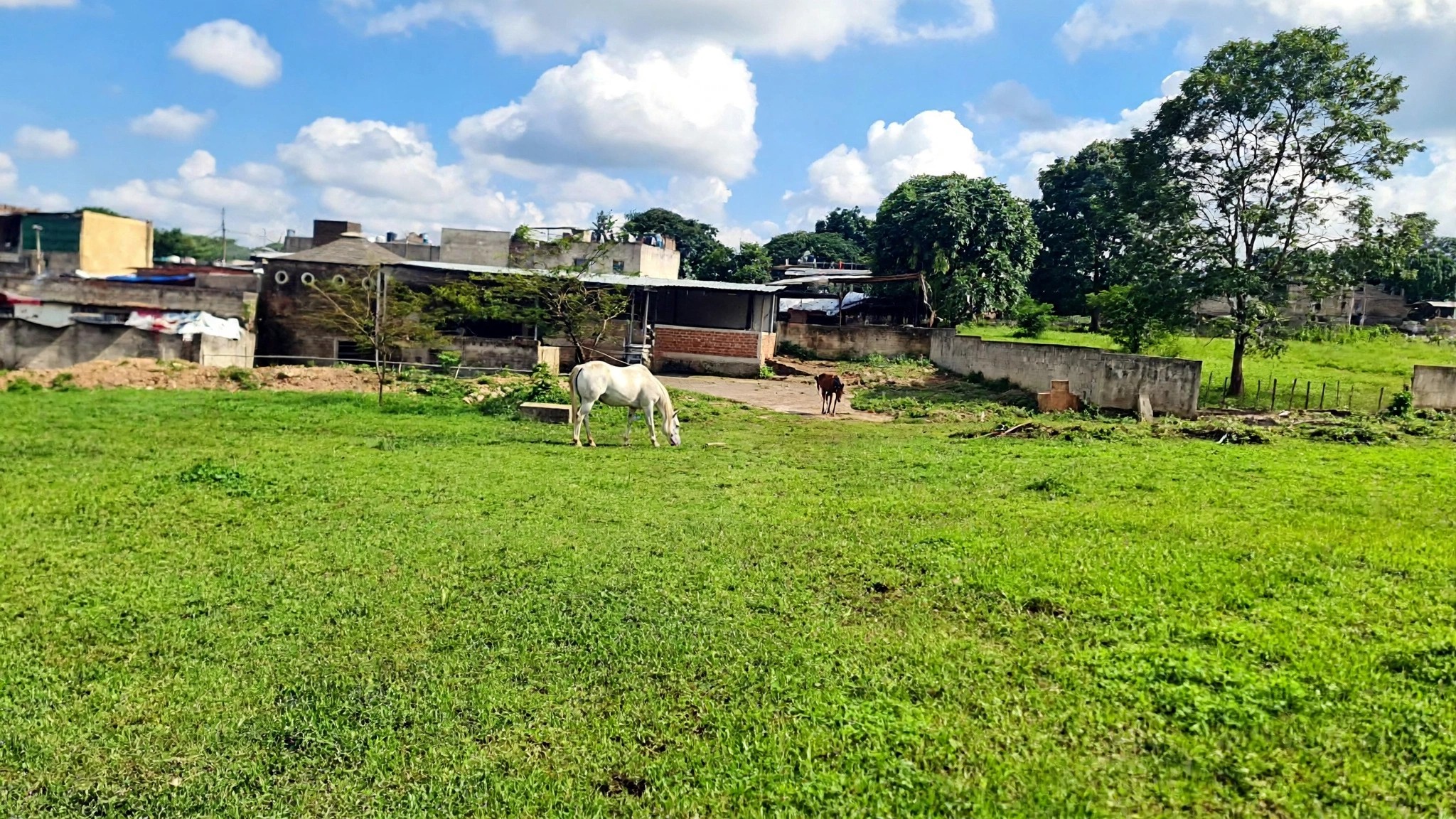 A horse grazing in the pasture